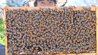 梅です。宜しくお願いします