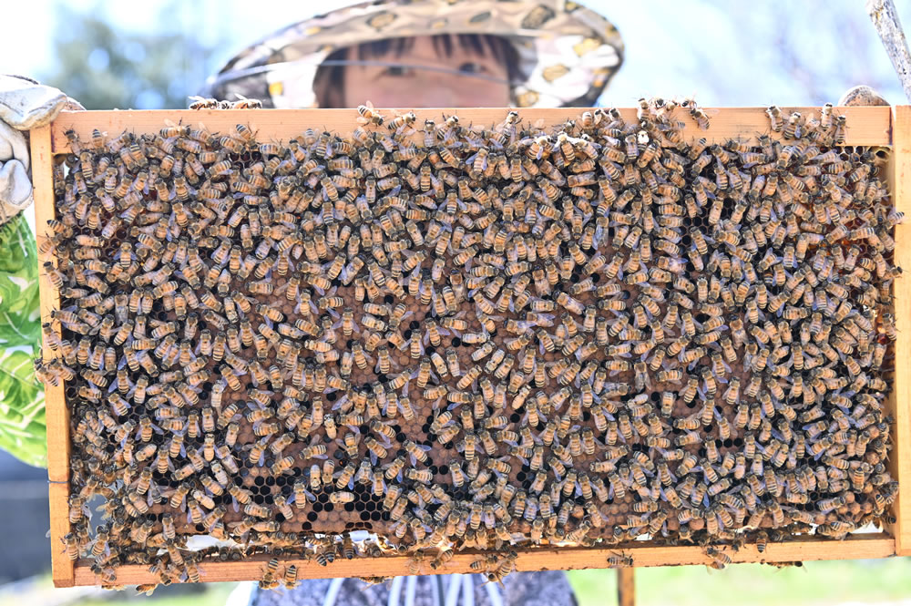 梅です。宜しくお願いします